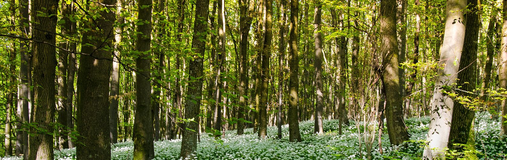 Sustainability is close to our hearts